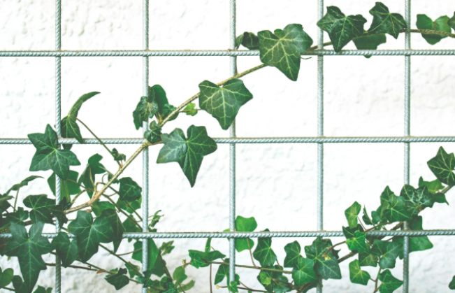 Tanaman merambat termasuk yang dilarang ada di dalam rumah/Foto: pexels.com